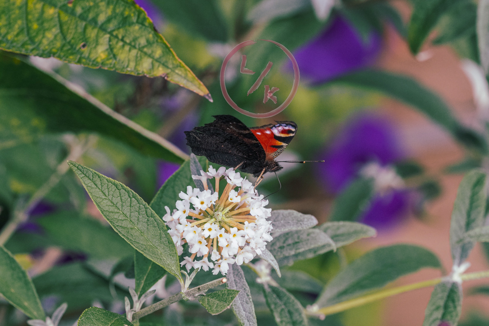 Butterfly 1