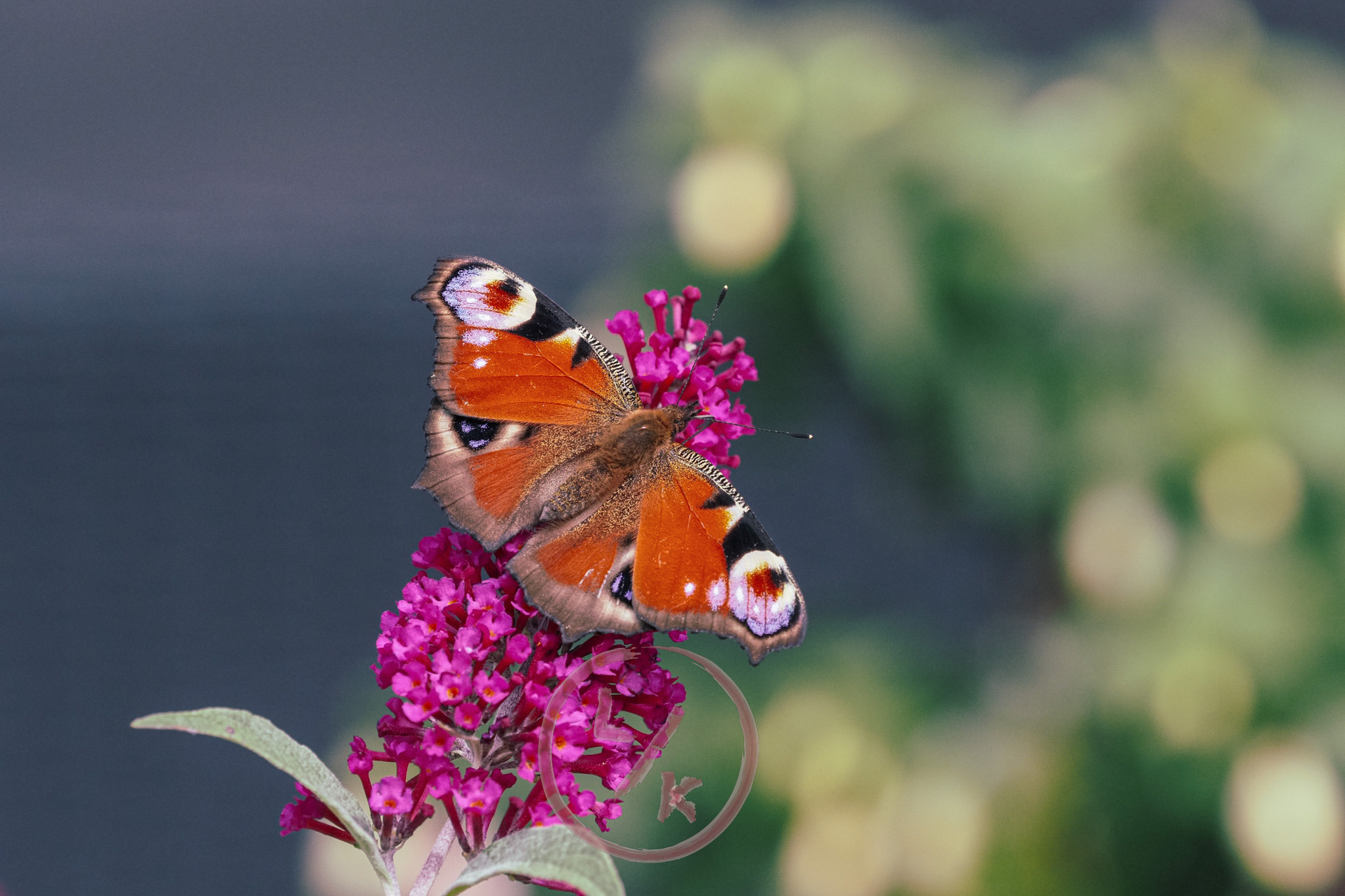 Butterfly 2