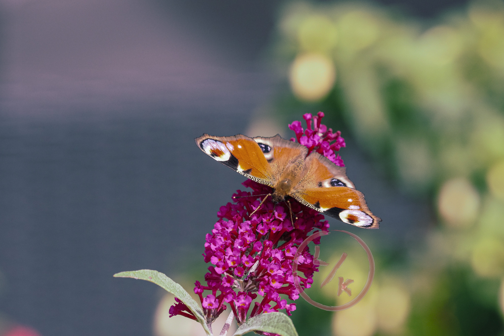 Butterfly 3