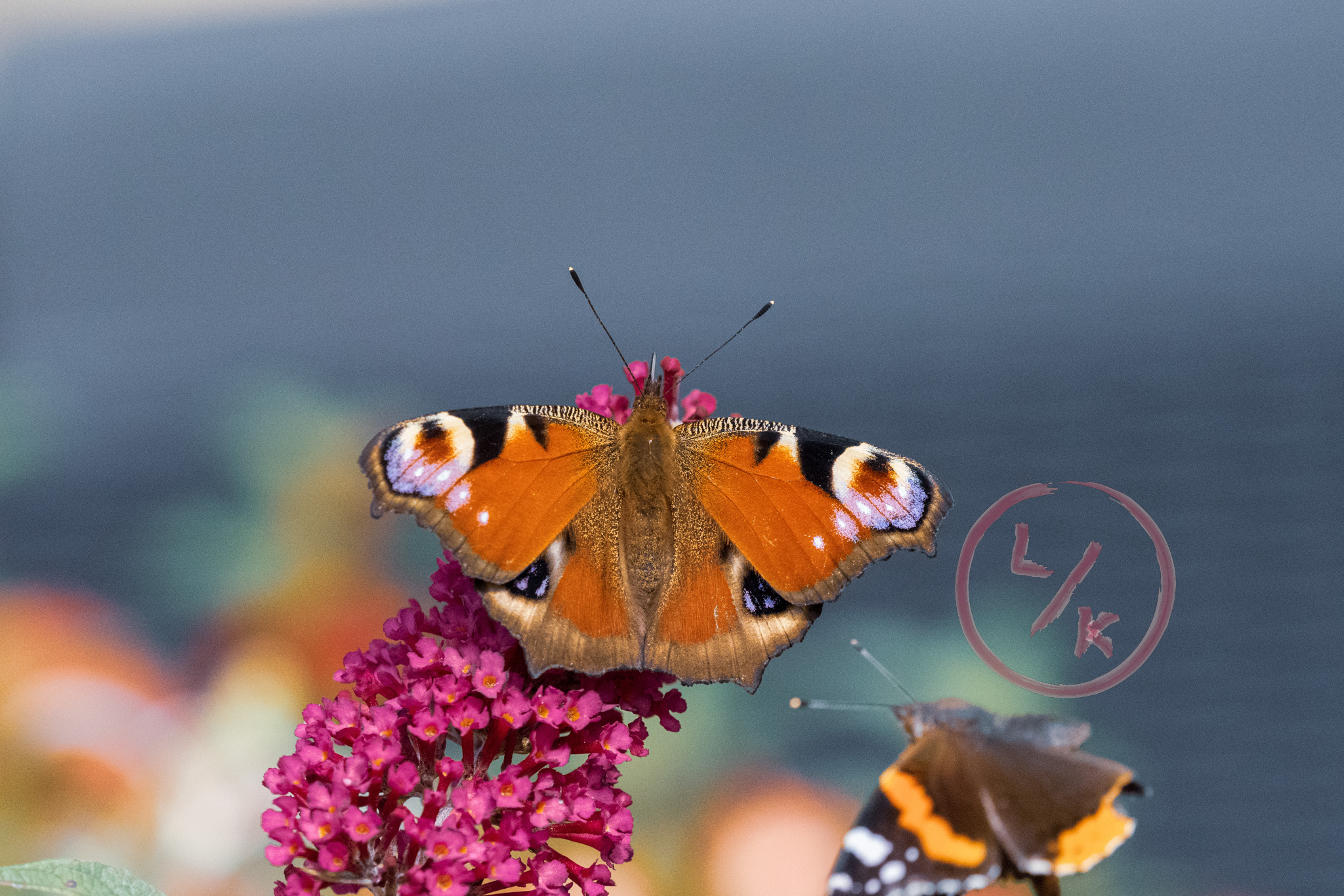 Butterfly 4