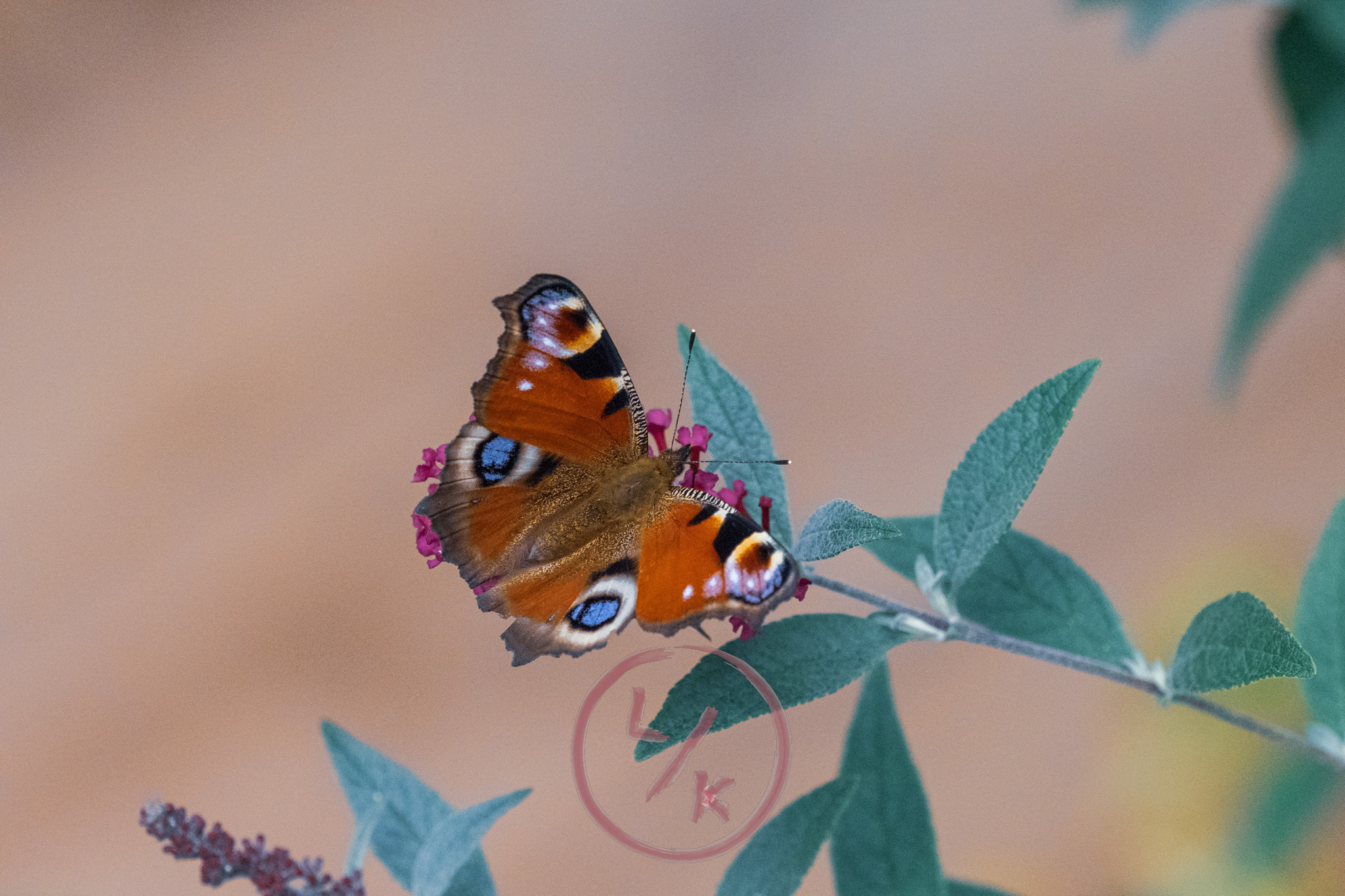 Butterfly 5