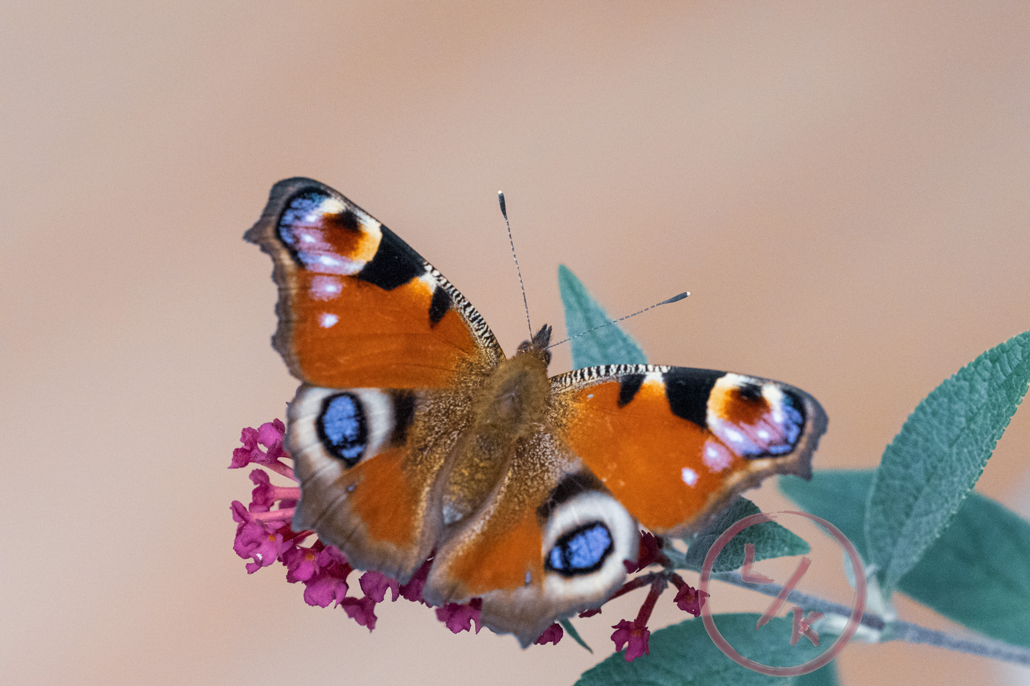 Butterfly 6