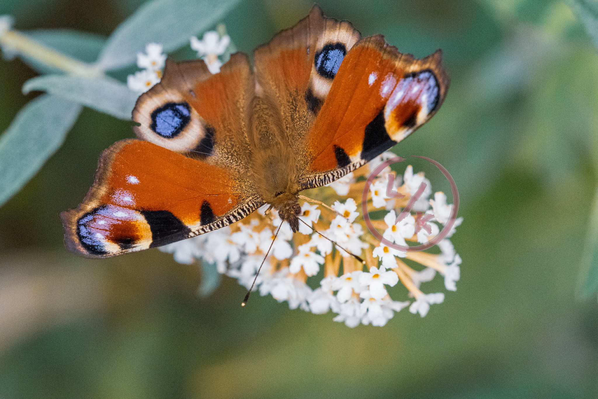 Butterfly 7