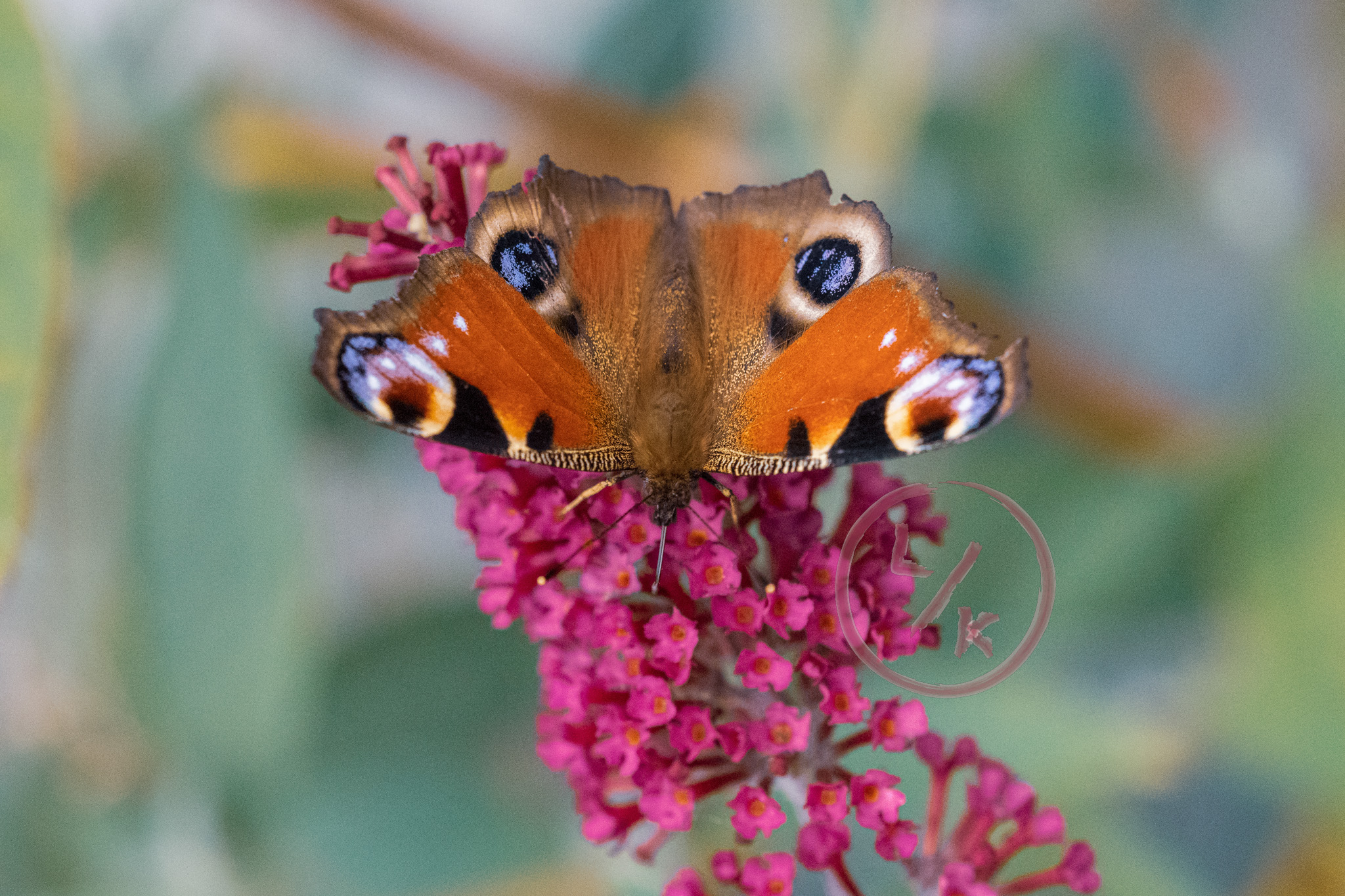 Butterfly 8