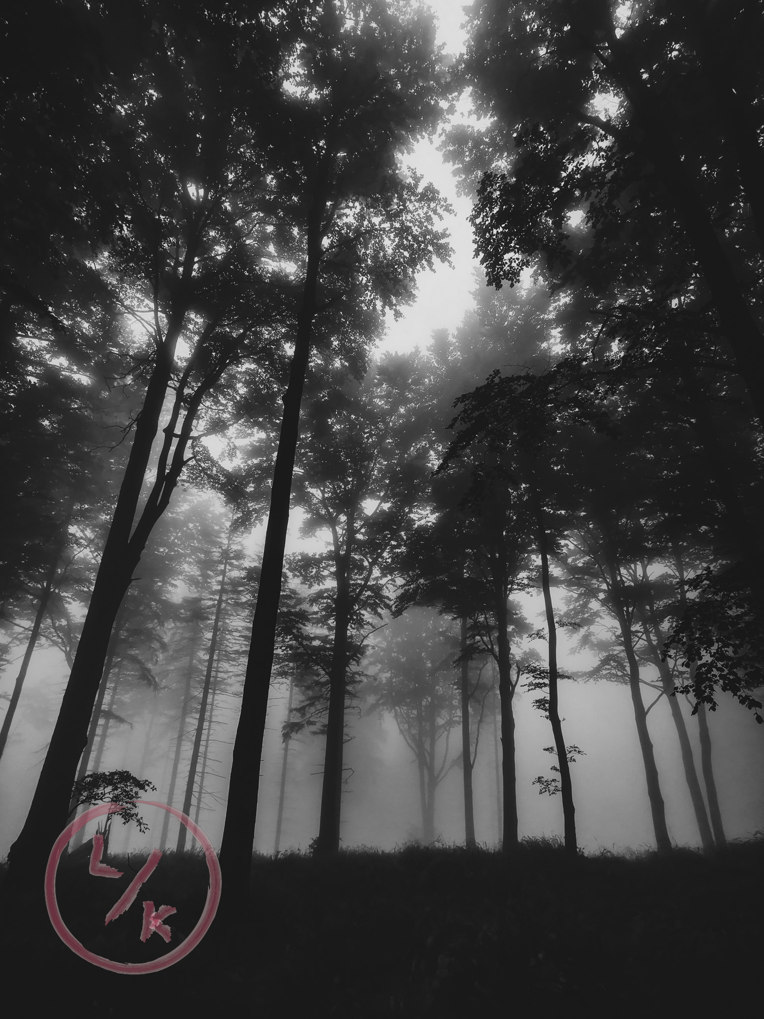 Foggy forest 1