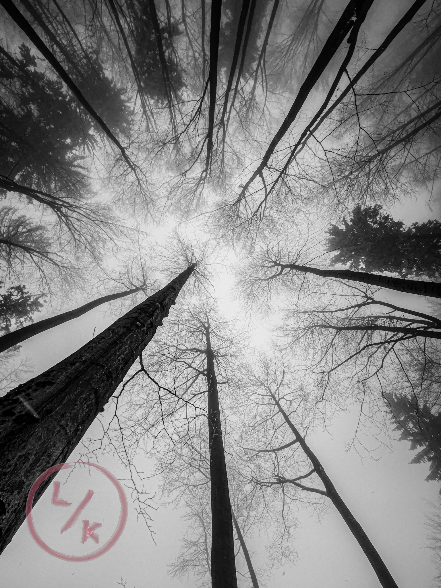Tree canopy