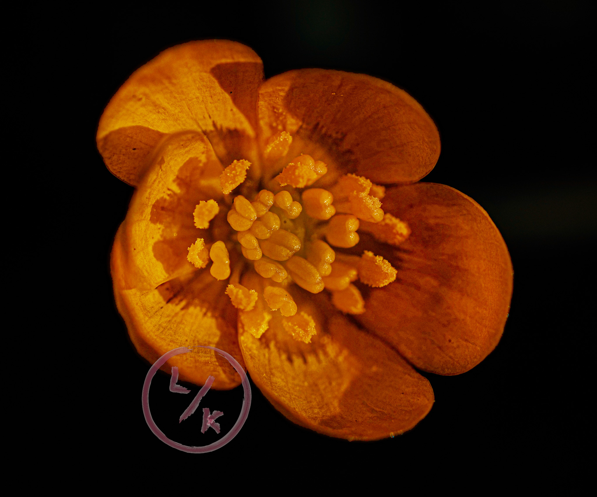 Caltha