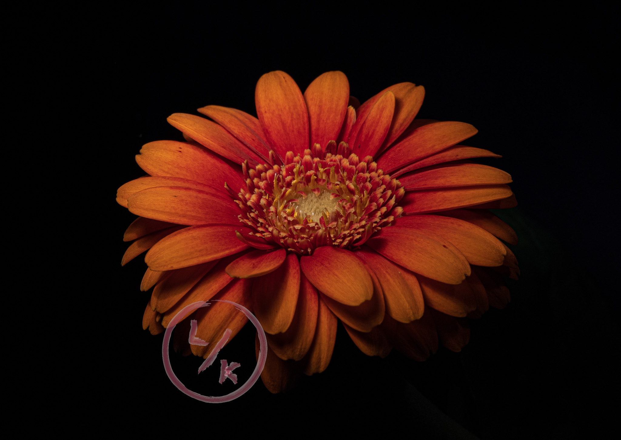 Gerbera