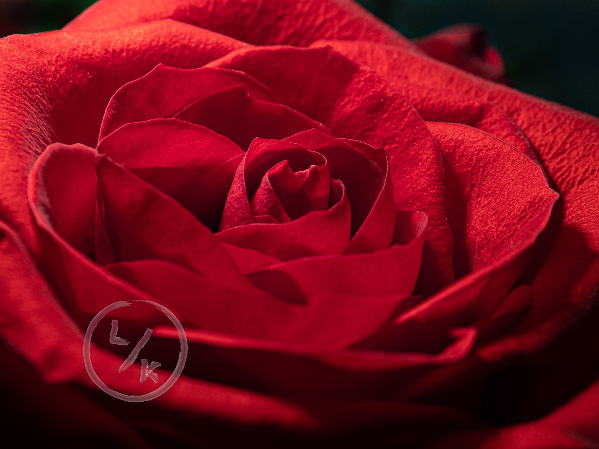 Rose 1