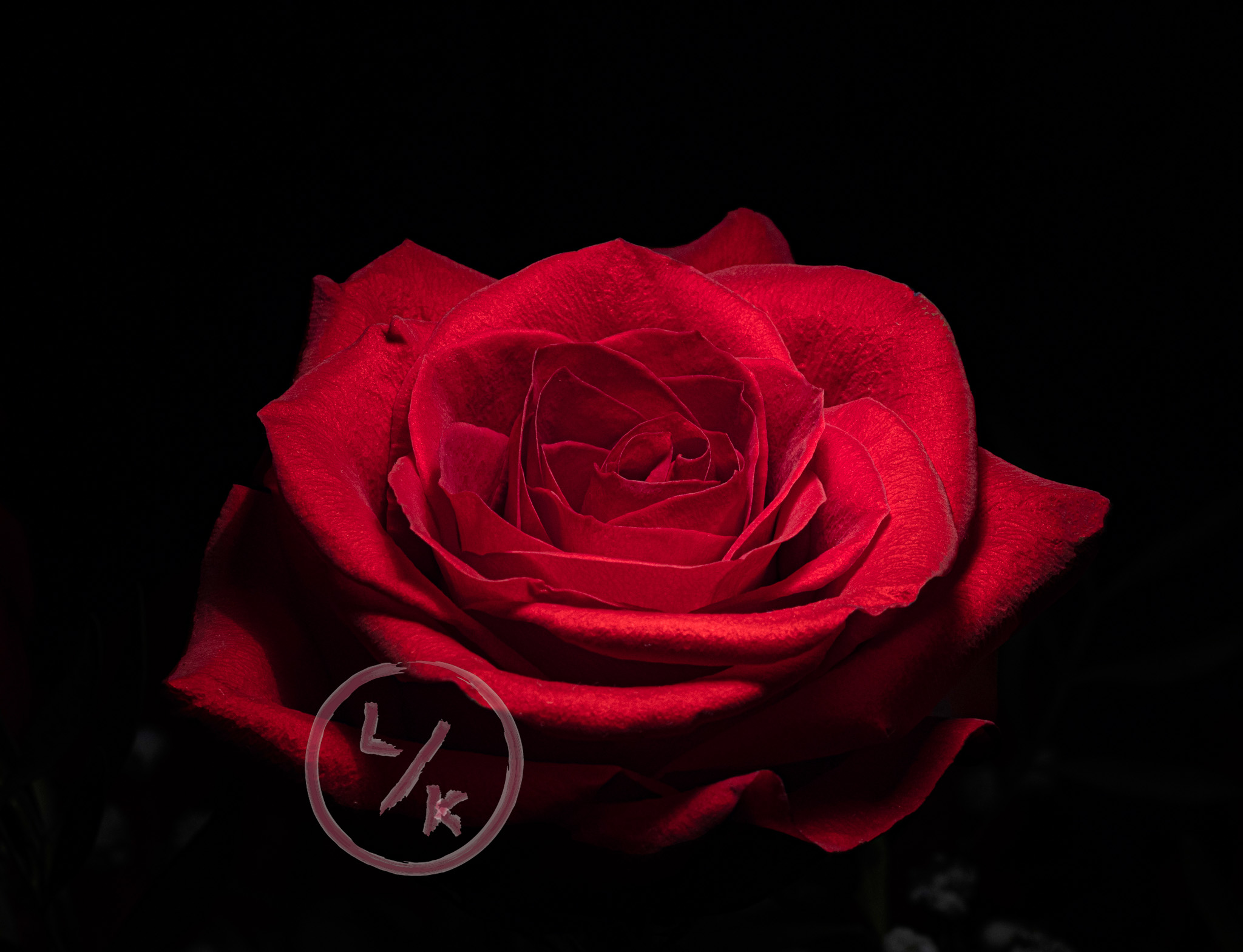 Rose 2