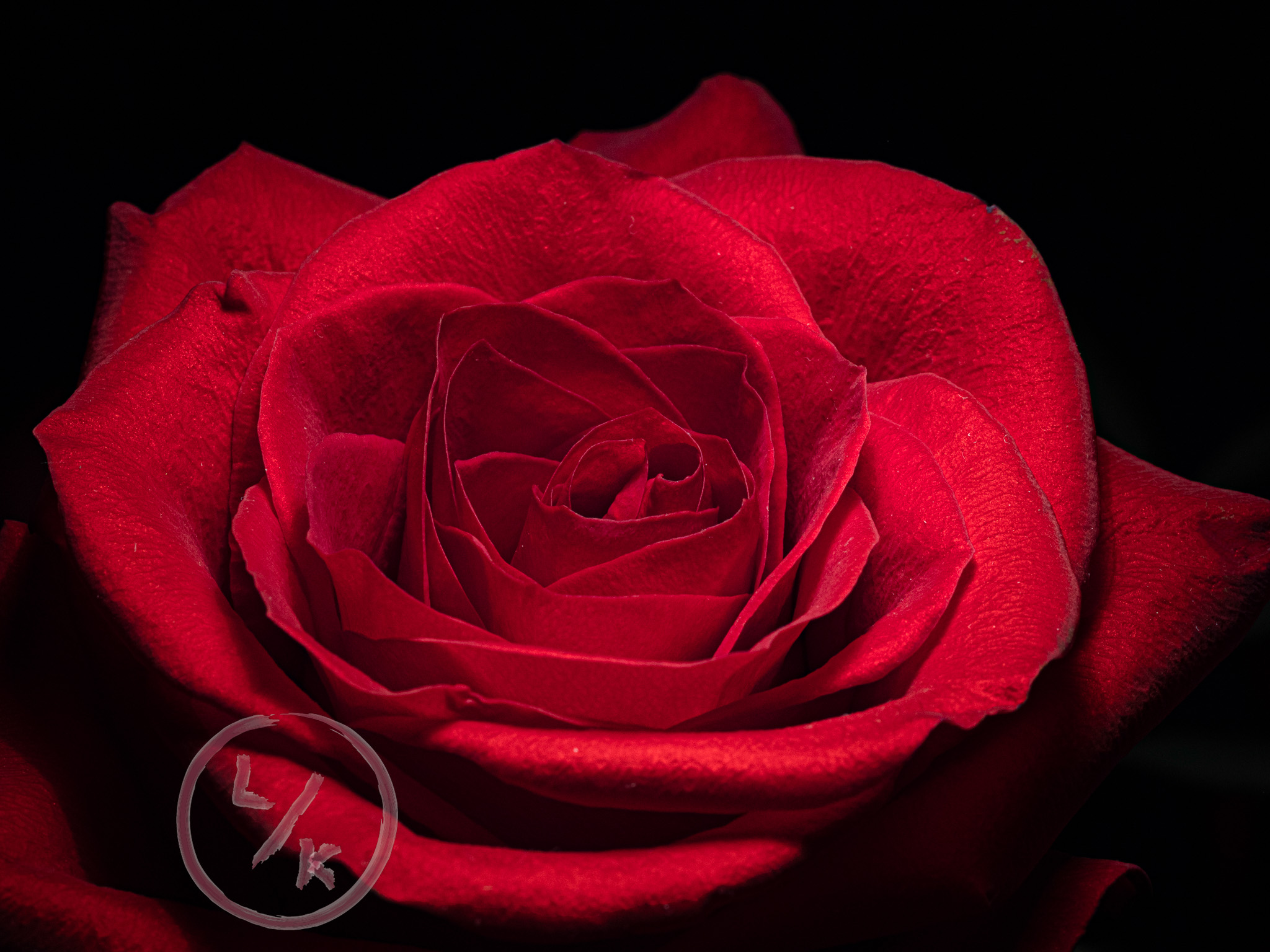 Rose 3