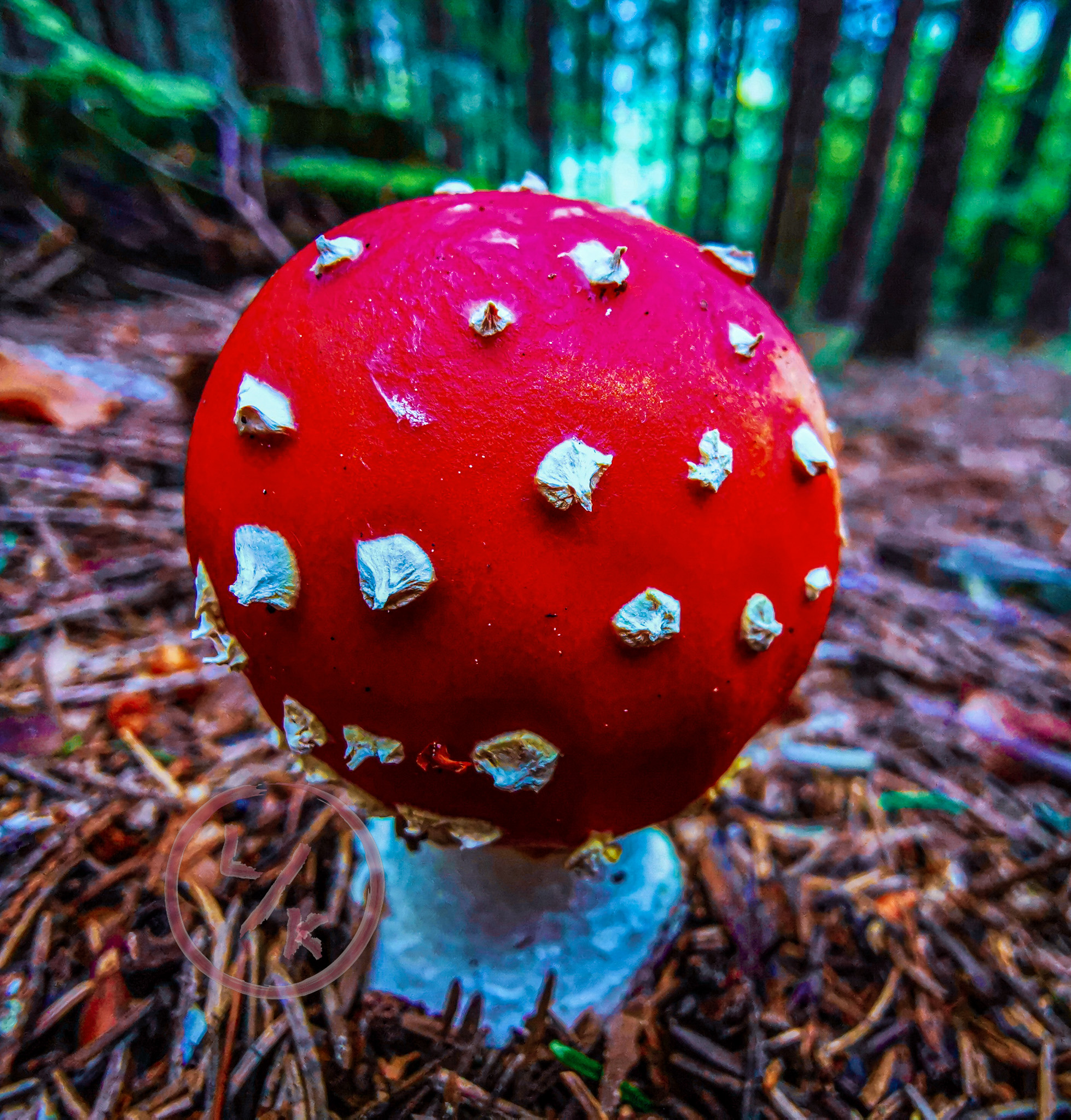 Amanita muscaria