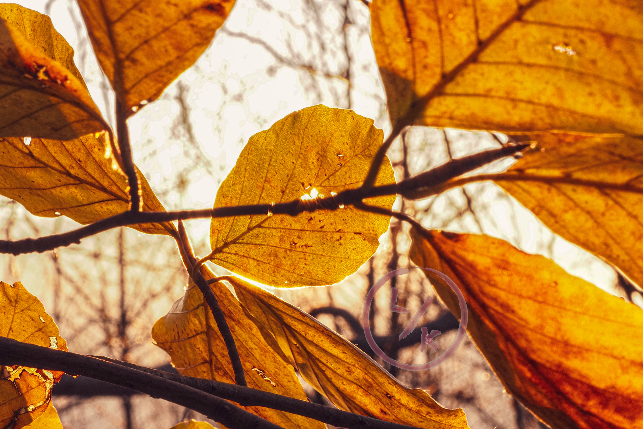 Autumn leaves