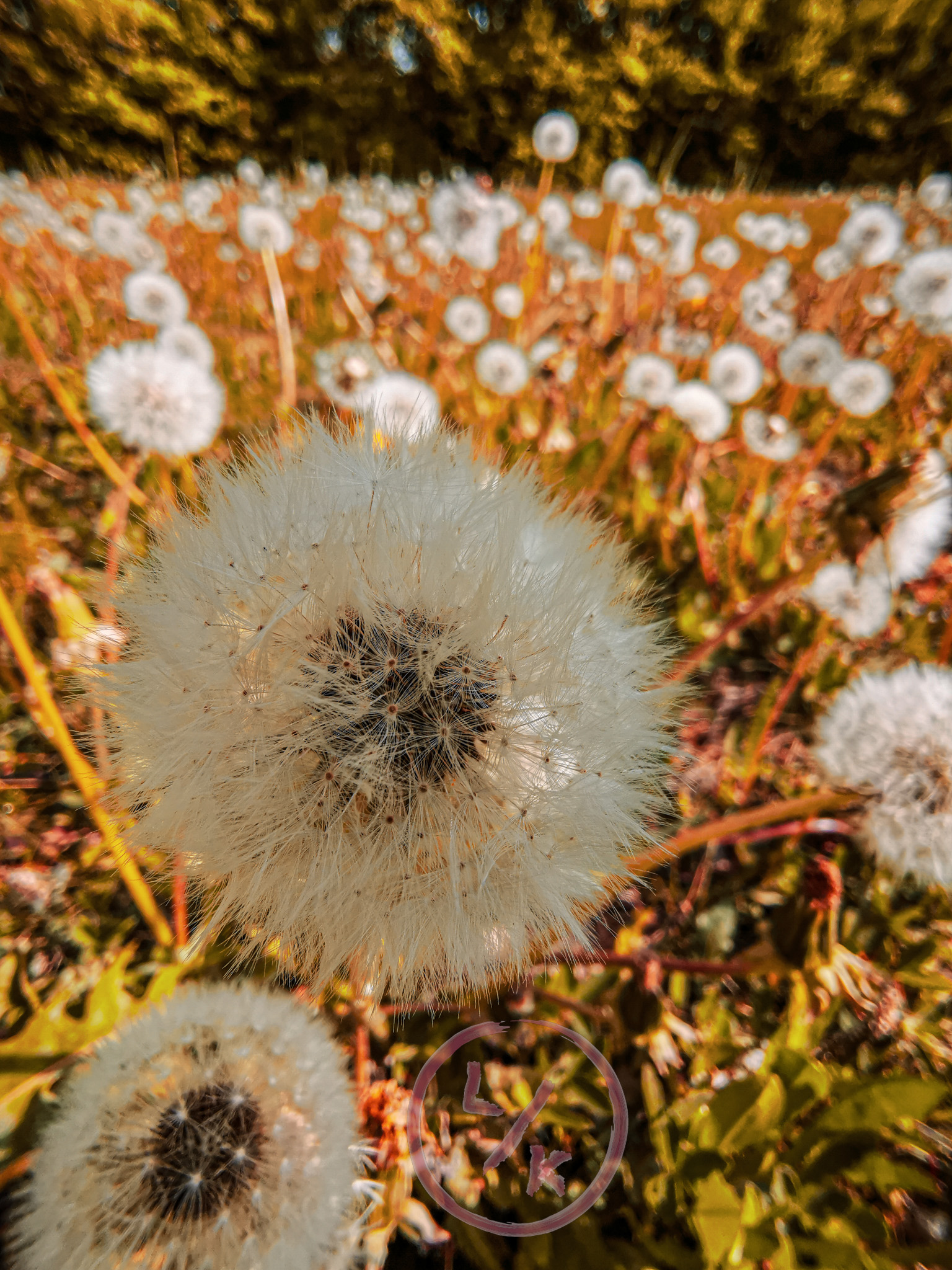 Dandelions