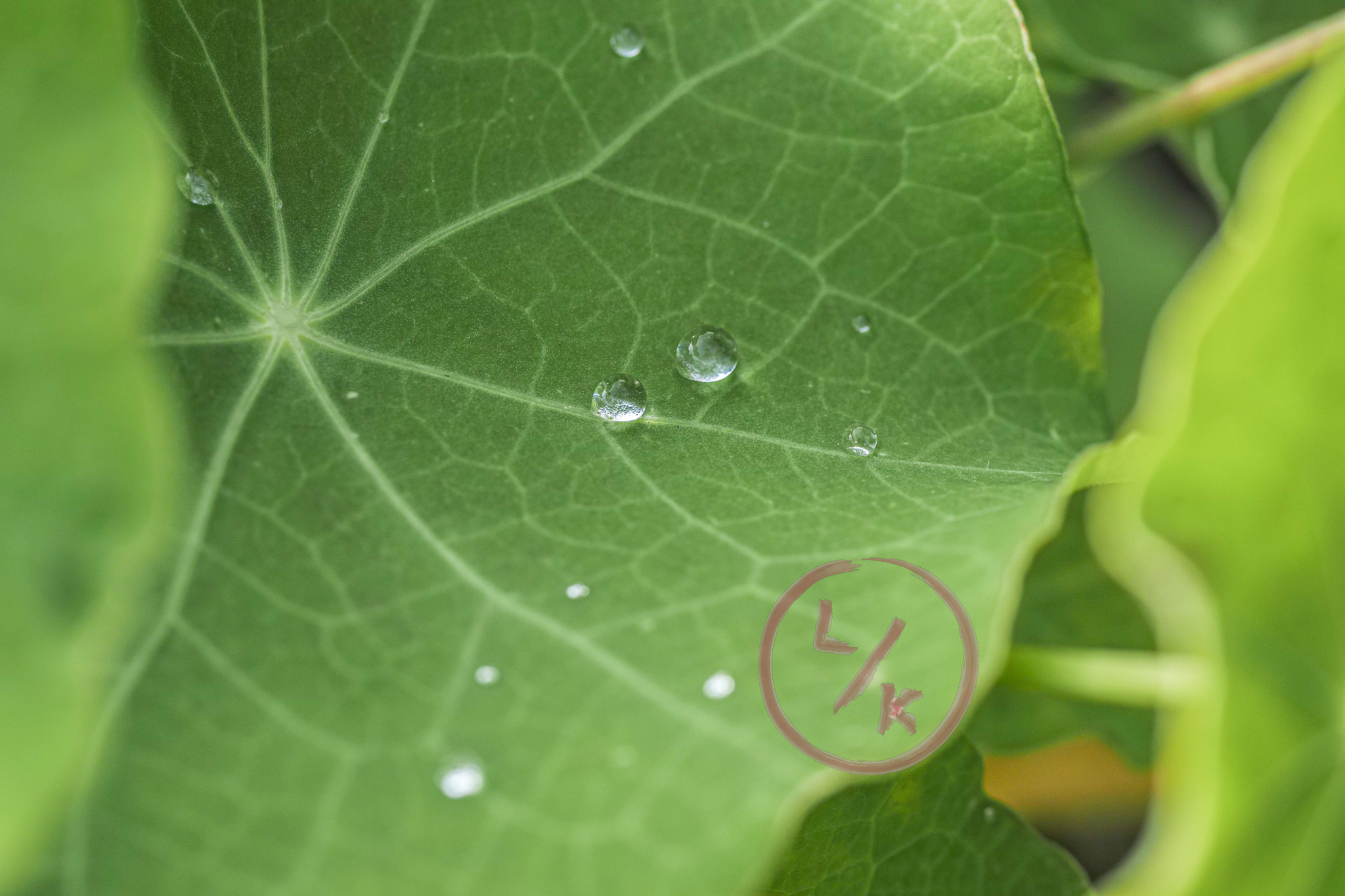 Droplet macro 1