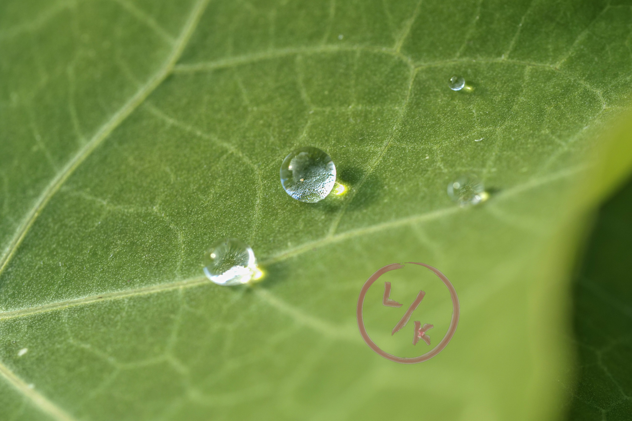 Droplet macro 2