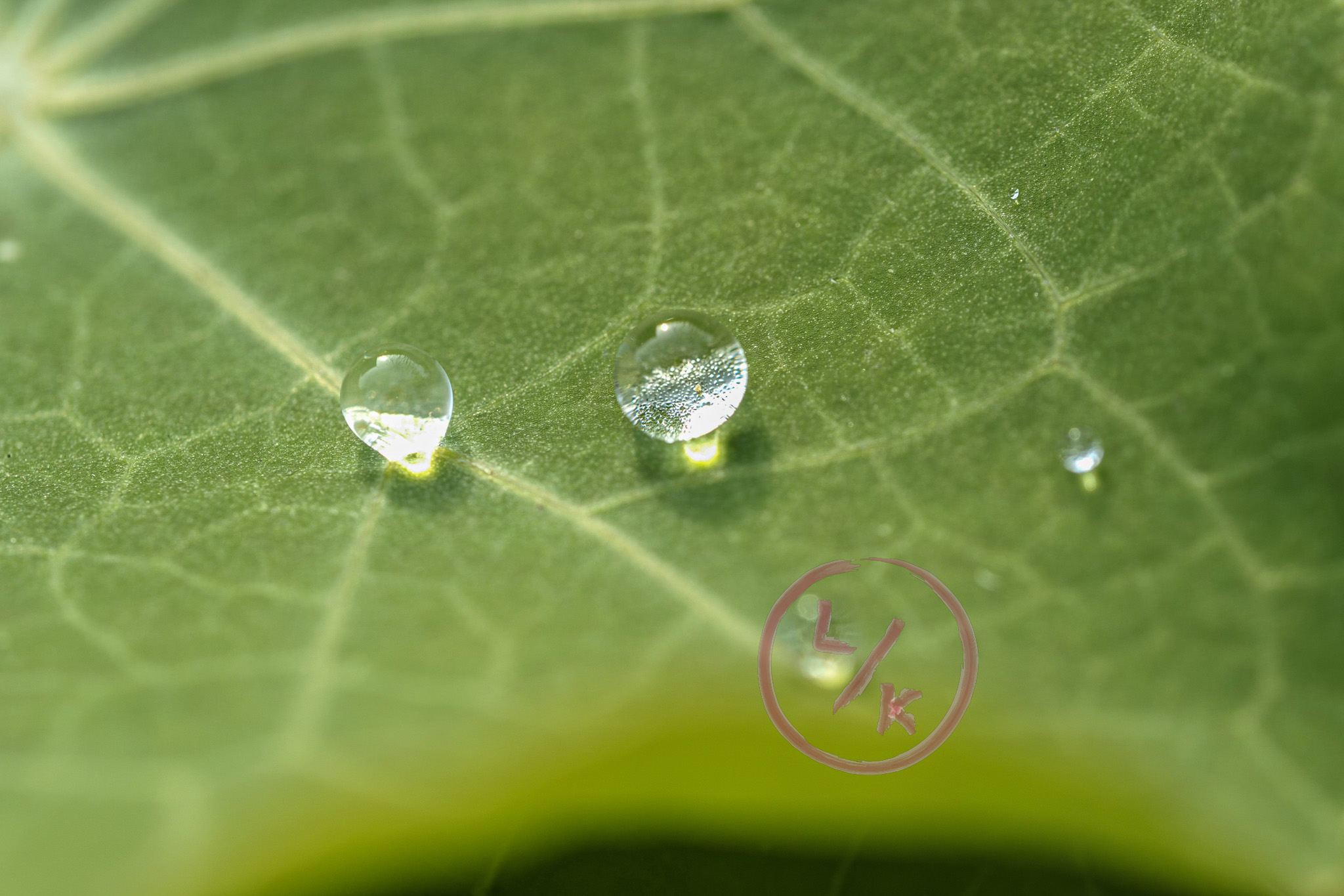 Droplet macro 3