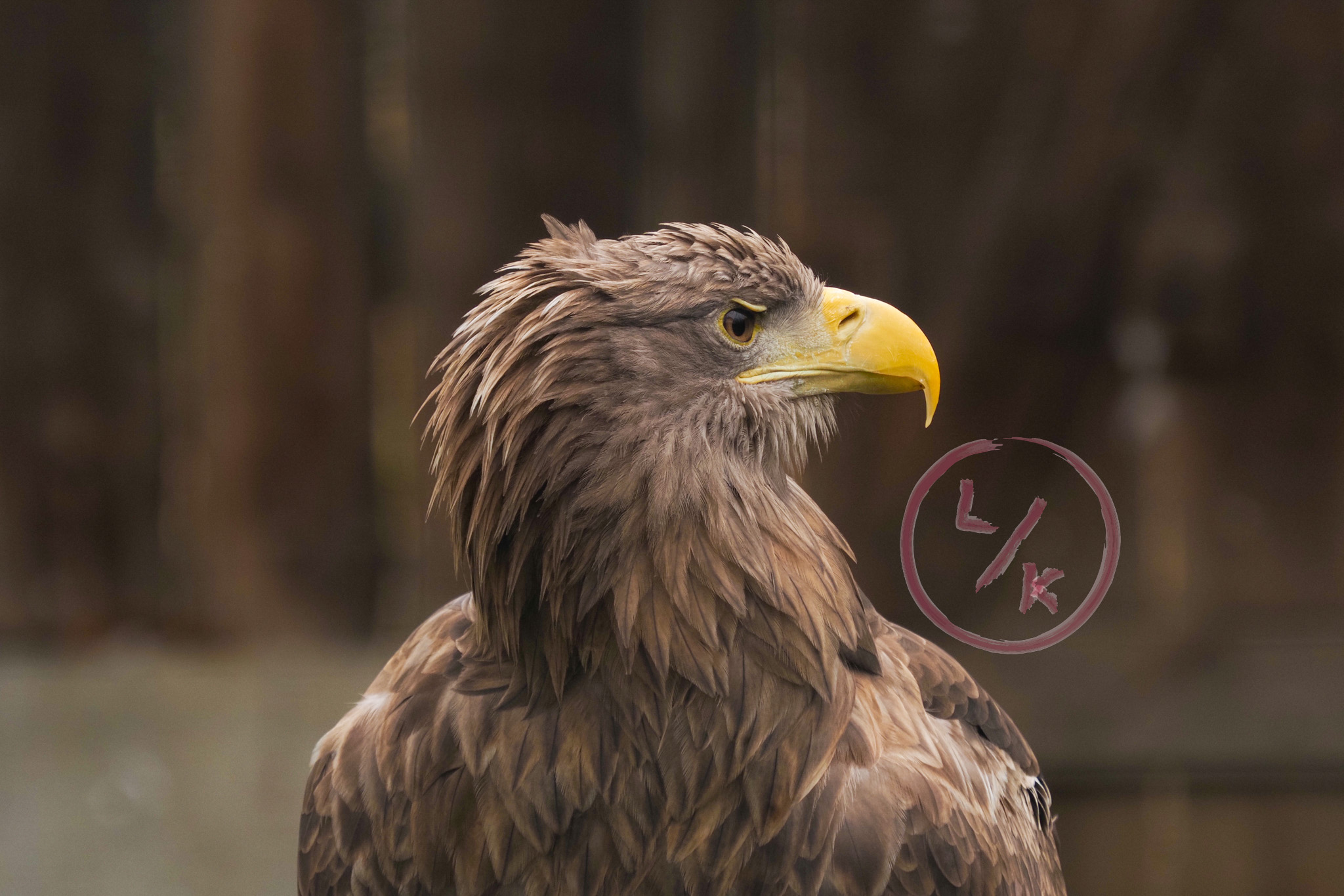 Eagle
