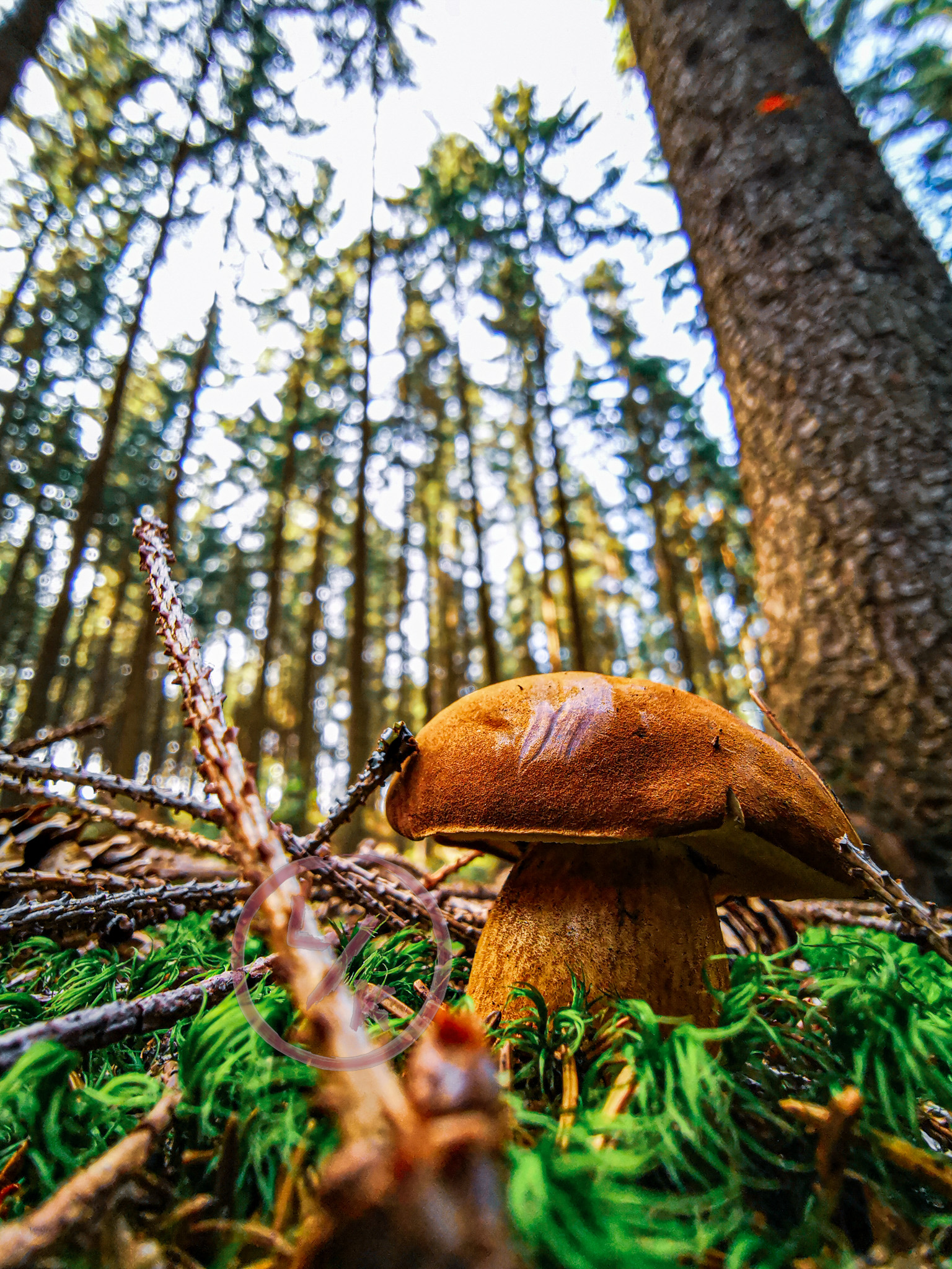 Edible mushroom 2