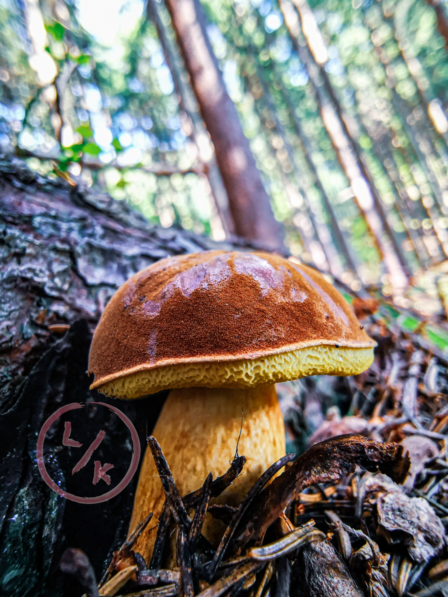 Edible mushroom