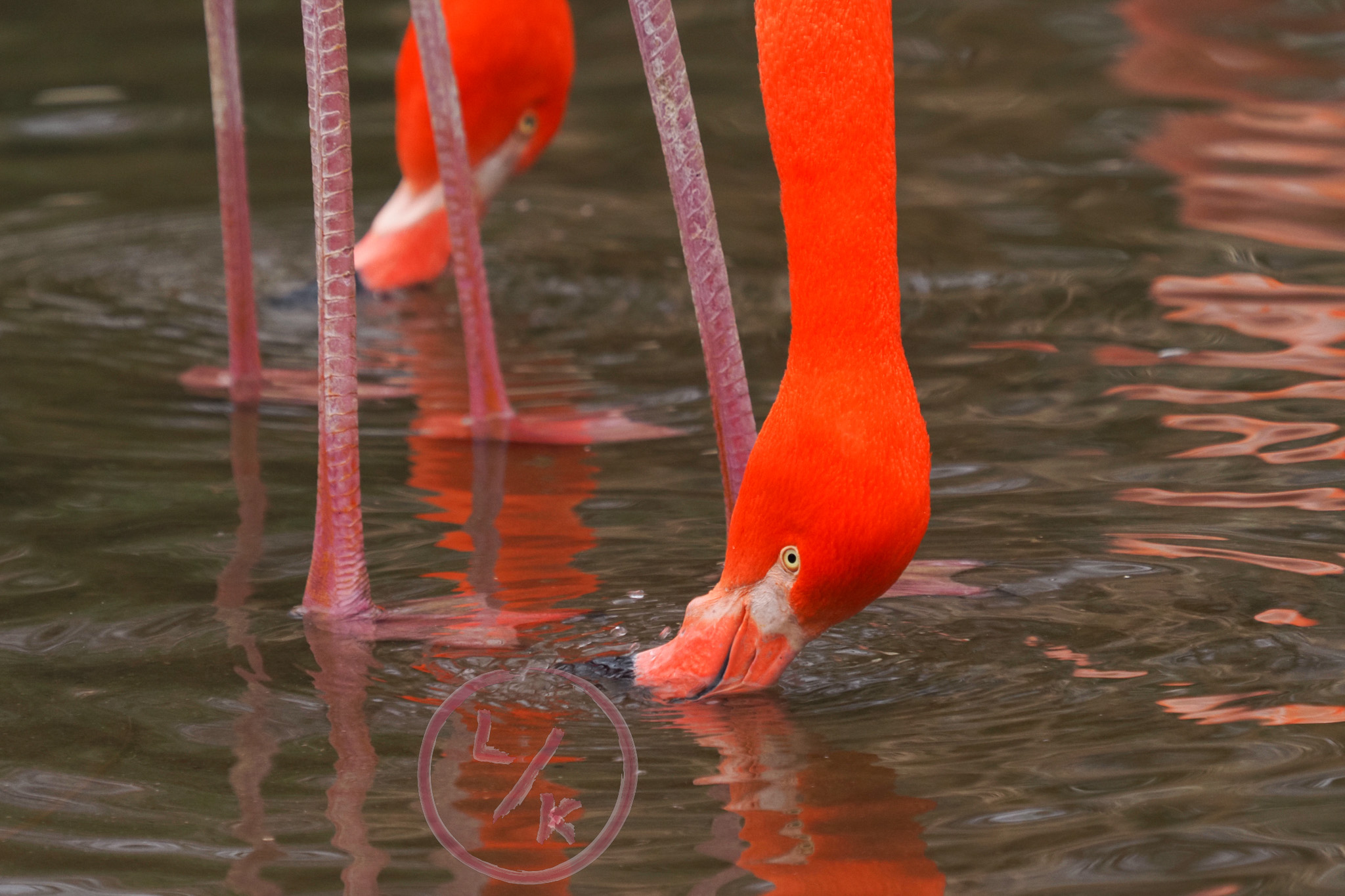 Flamingo