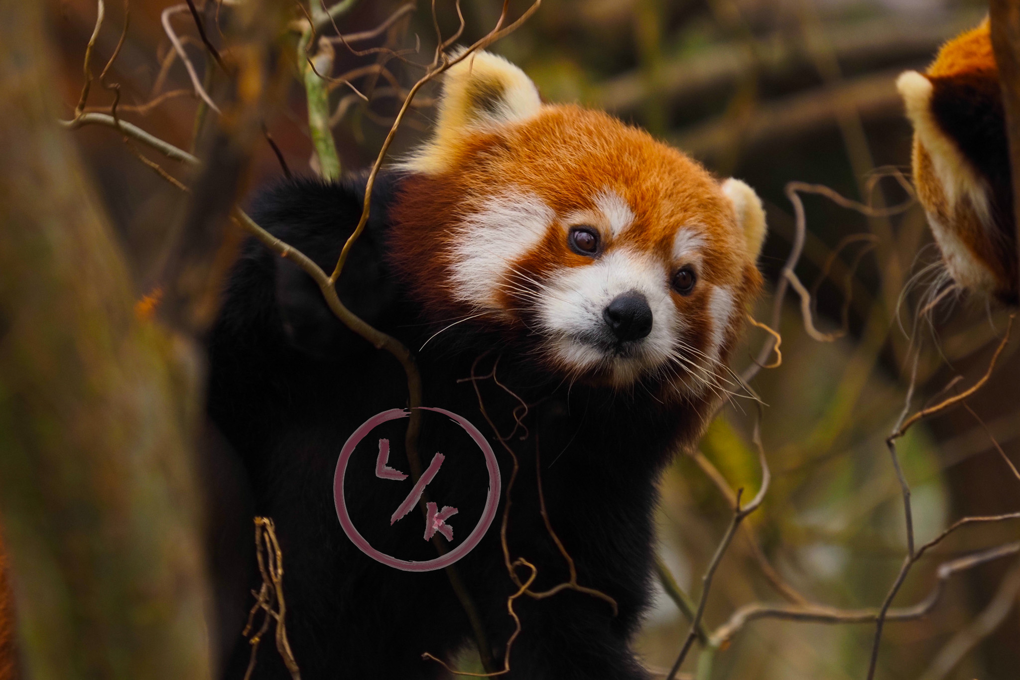 Red panda