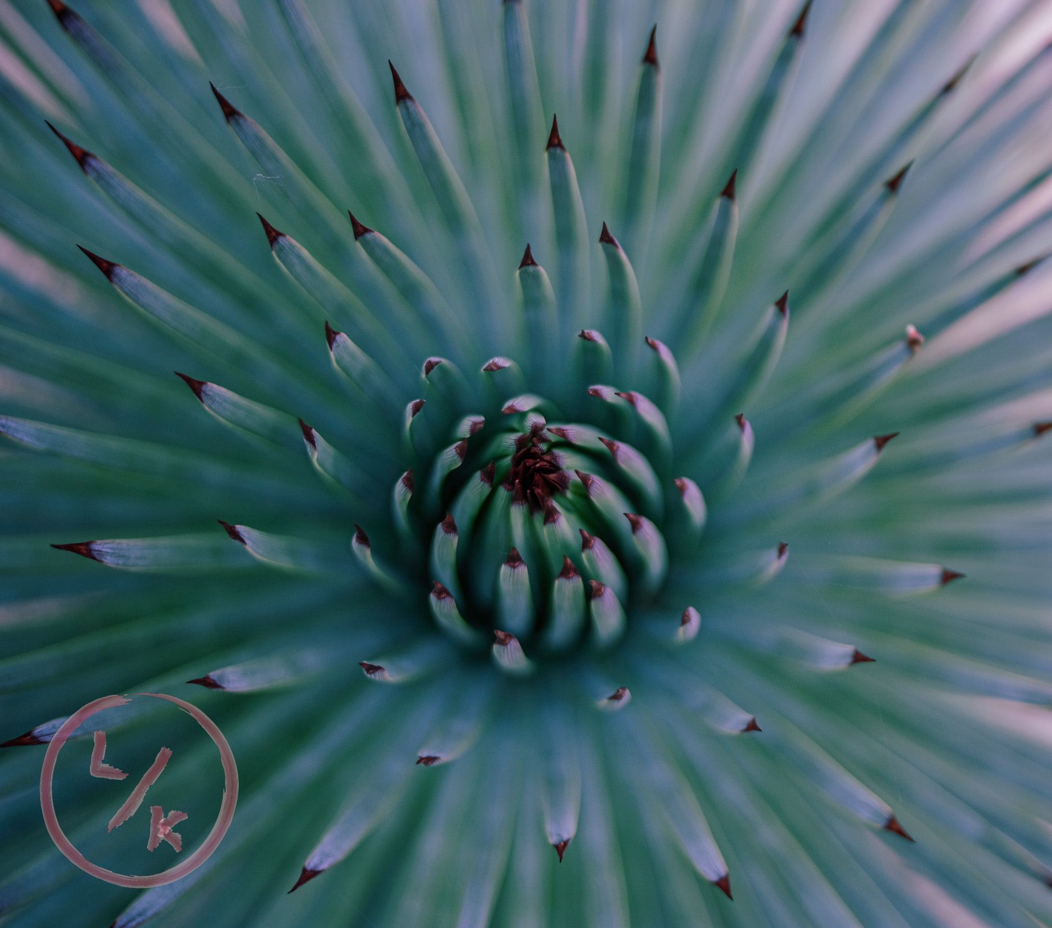 Succulent 1