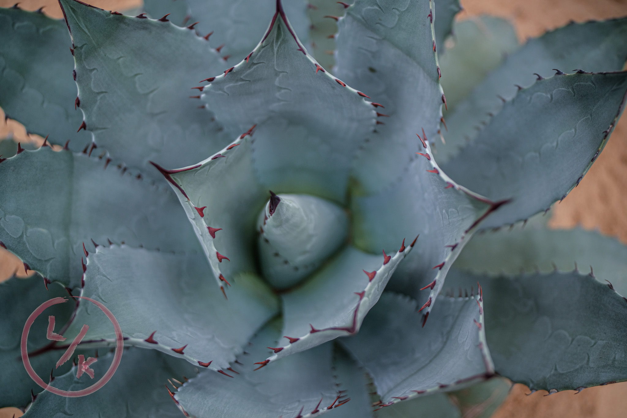 Succulent 2