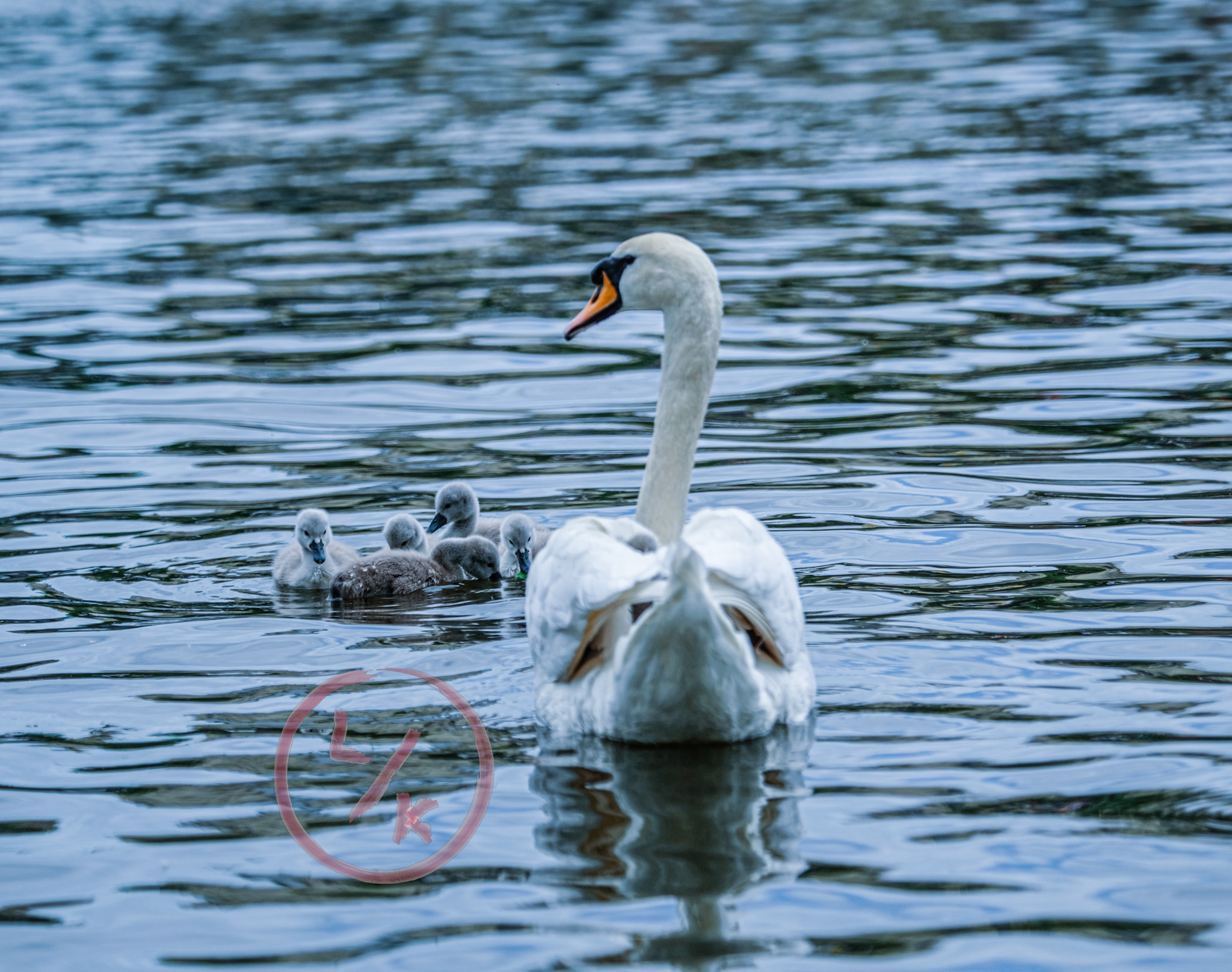 Swan with babies