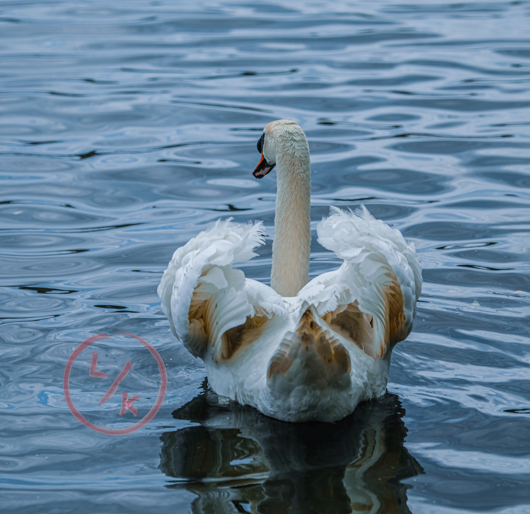 Swan