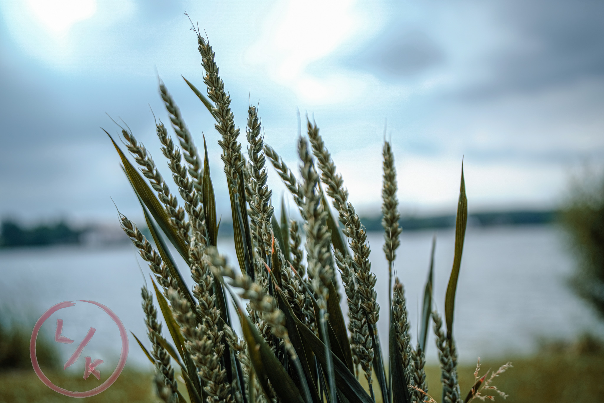 Wheat