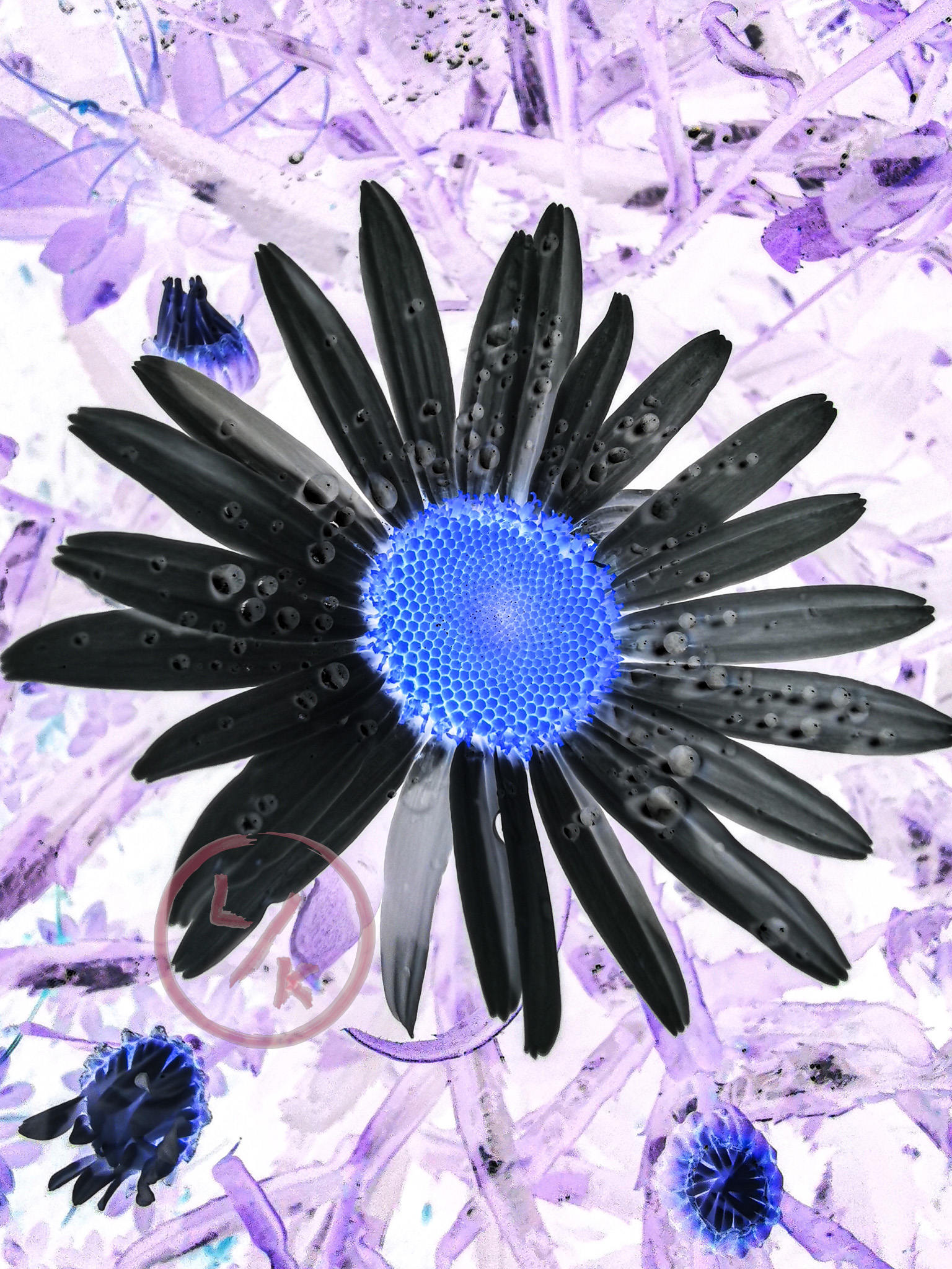 Flower daisy - insect view