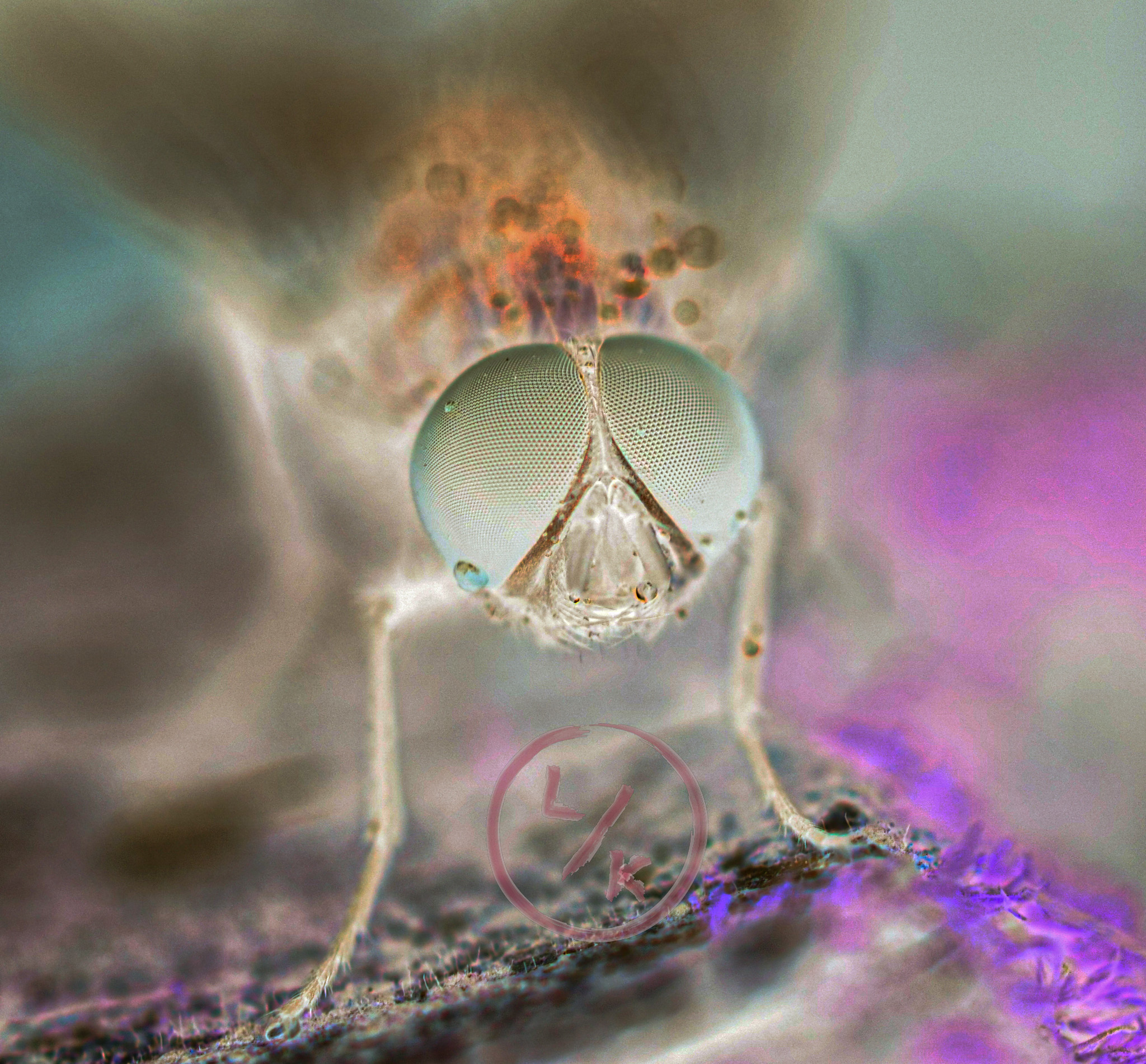 Fly - insect view