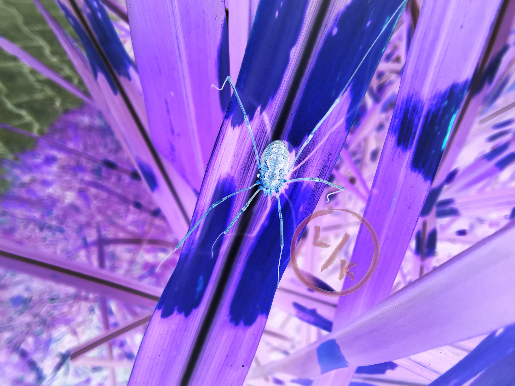 Spider - insect view