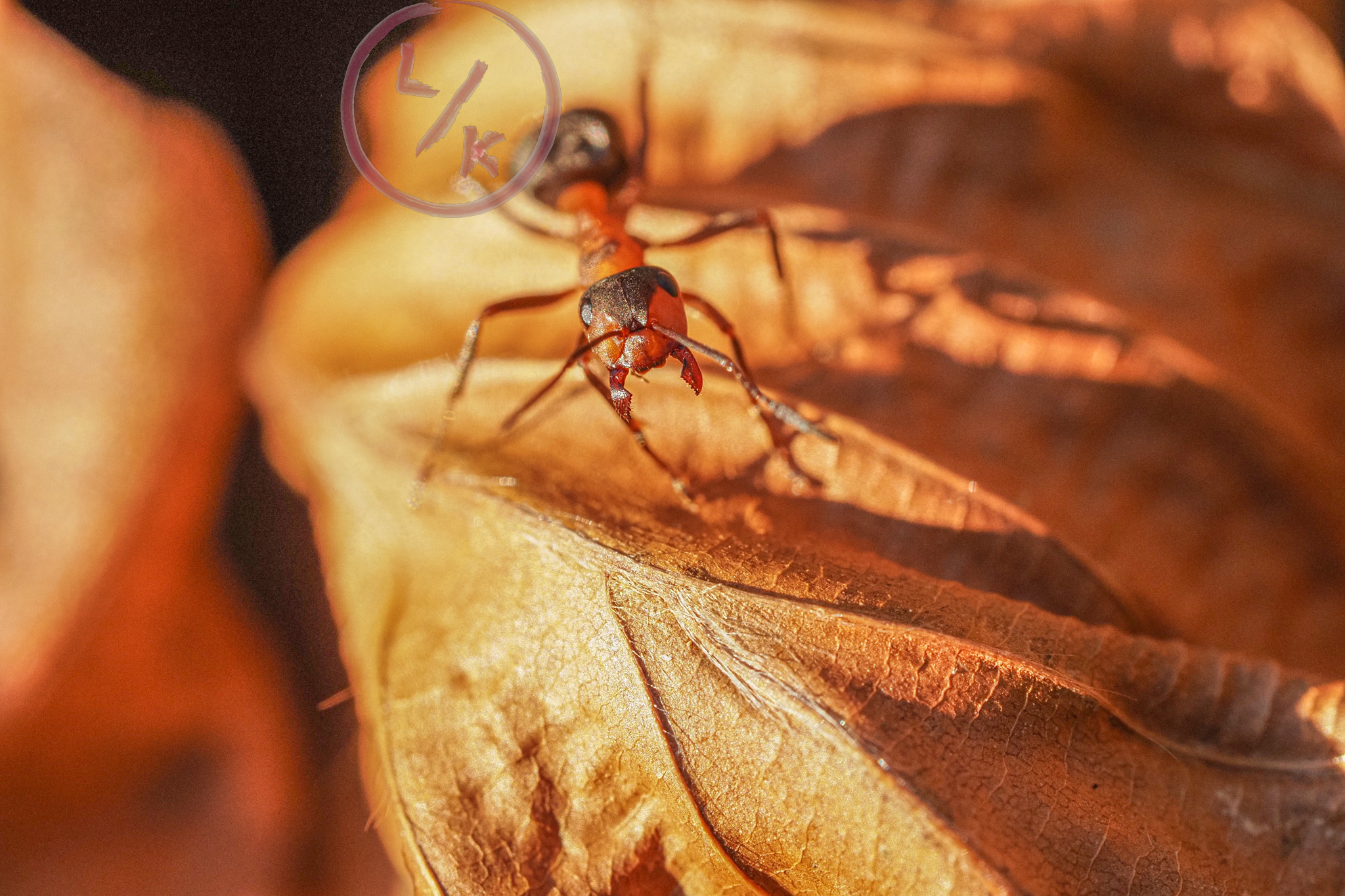 Forest ant 1