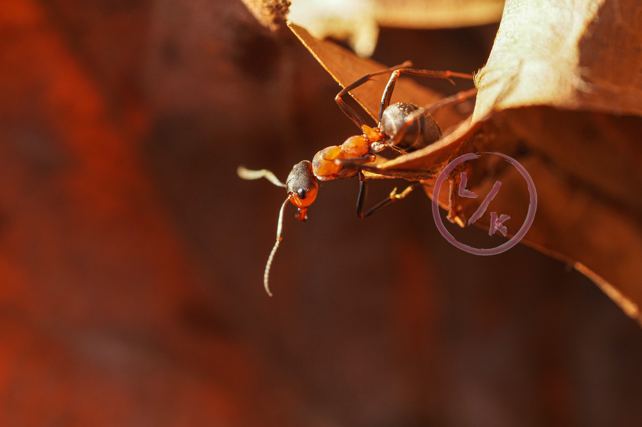 Forest ant 2