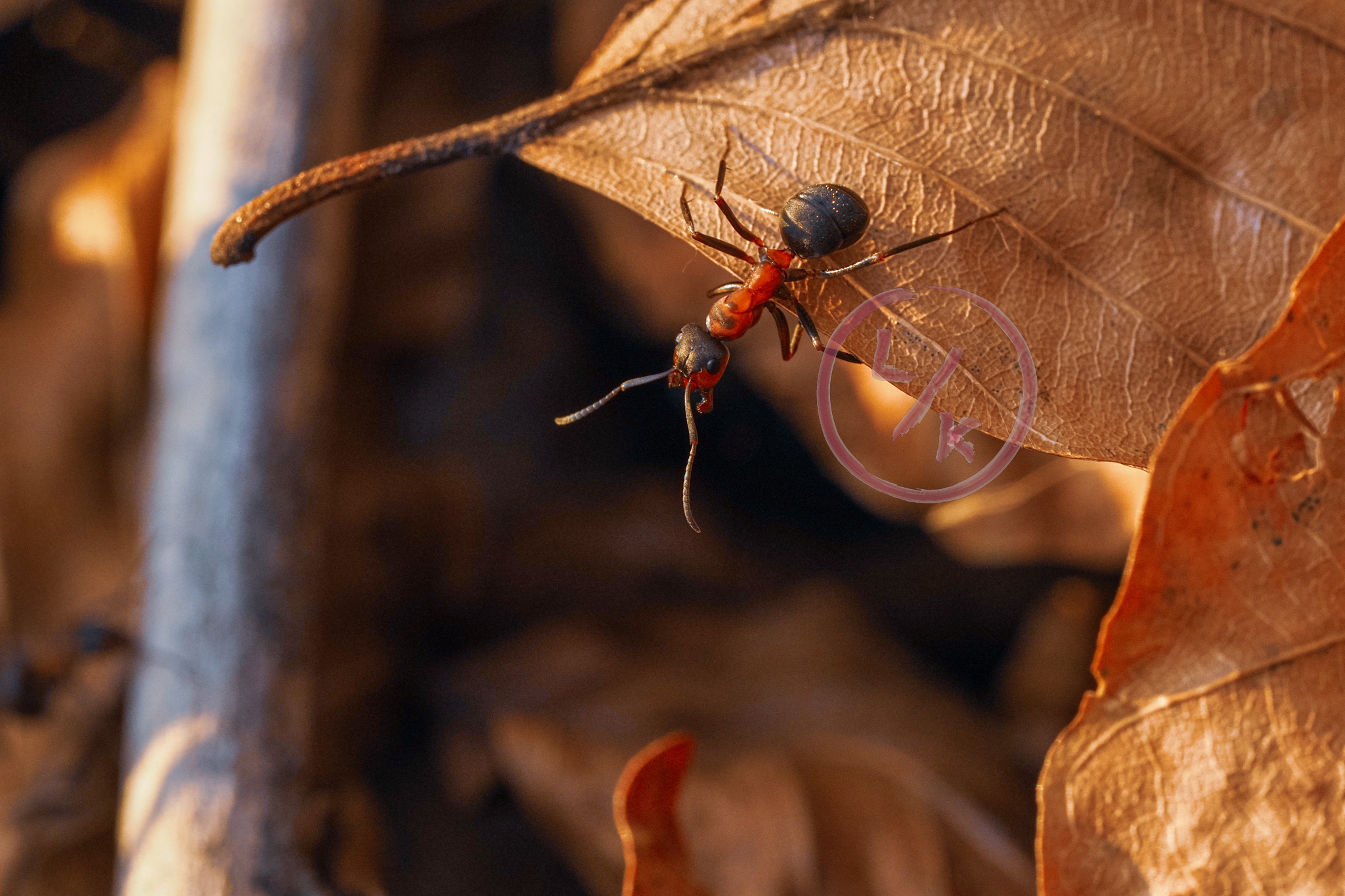 Forest ant 3