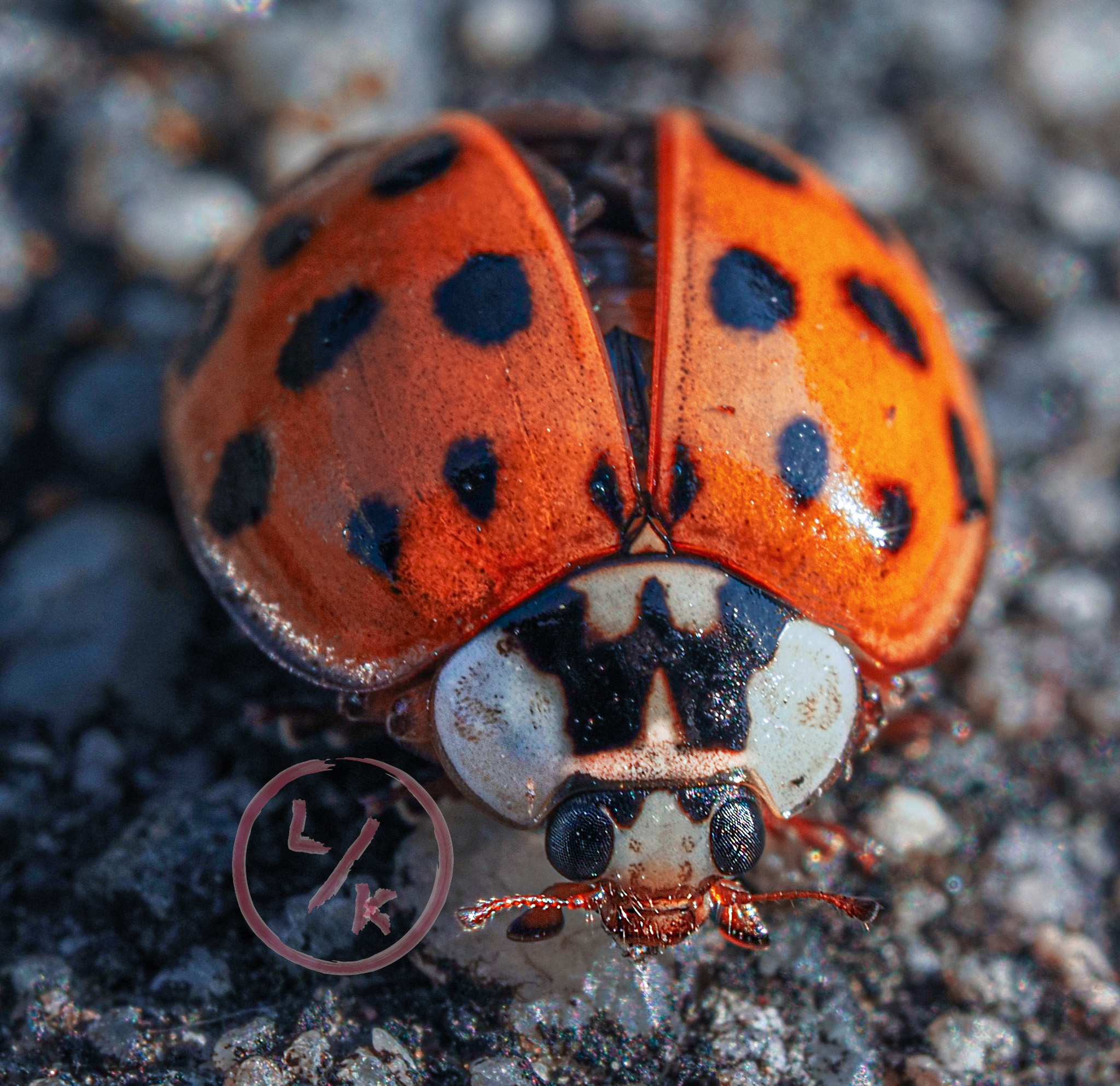 Ladybug