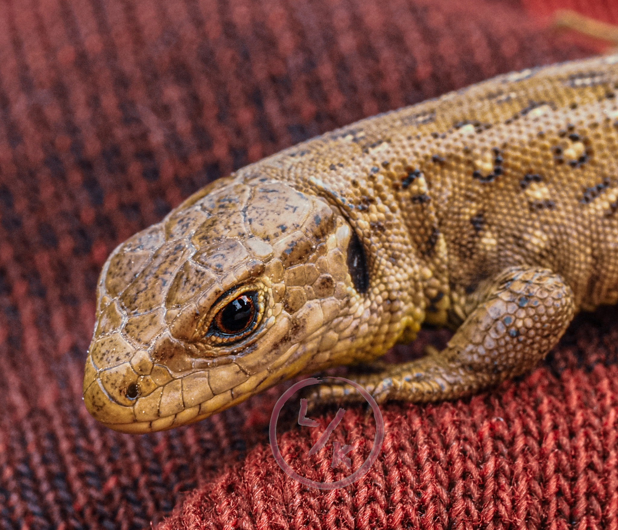 Lizard 2