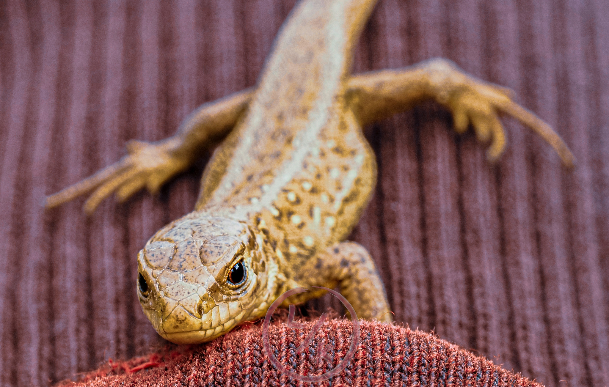 Lizard