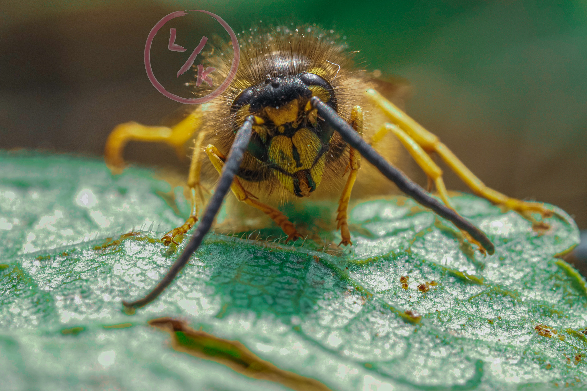 Wasp