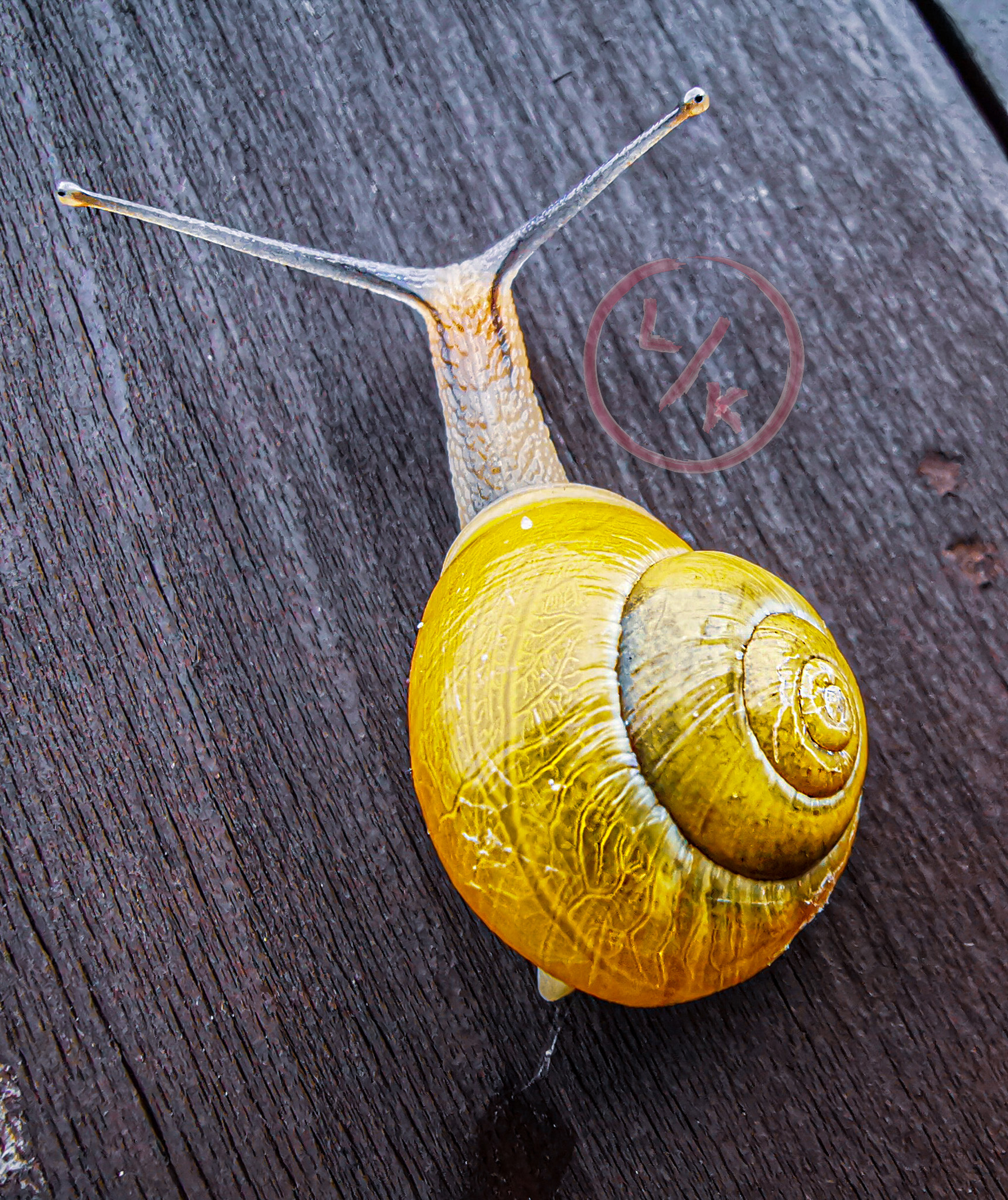 Yellow snail